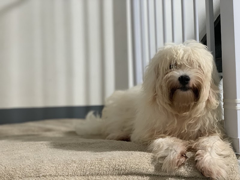 Shadow Fur Pets and Services — photo