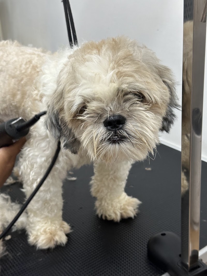 Snouts and Whiskers Veterinary Clinic and Grooming Center — photo