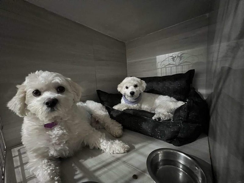 Snow Angels Pet Hub — photo