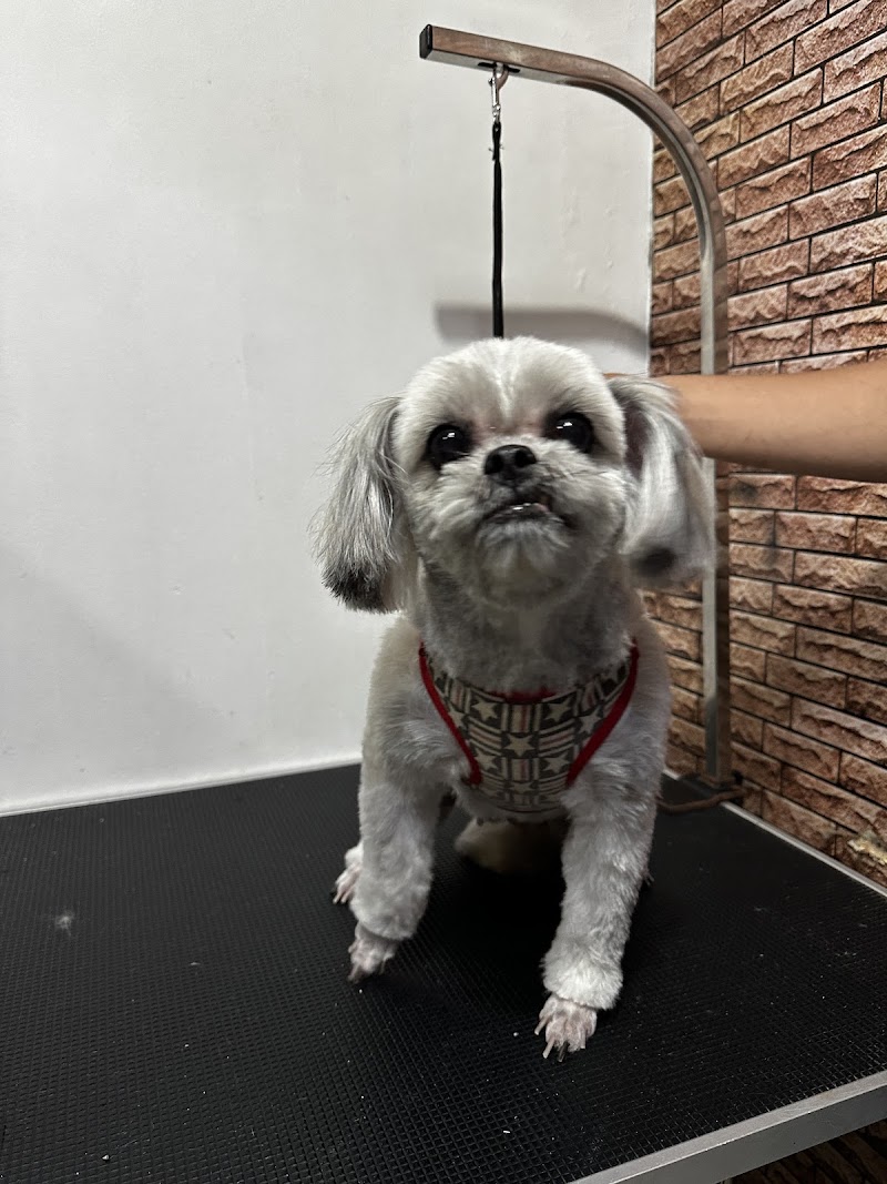 Tails of the City Pet Shop and Grooming — photo