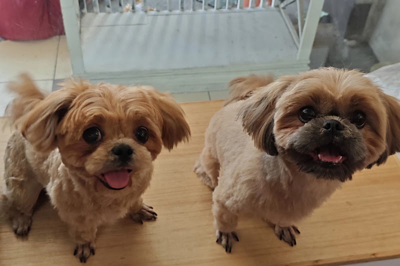 Tails of the City Pet Shop and Grooming — photo