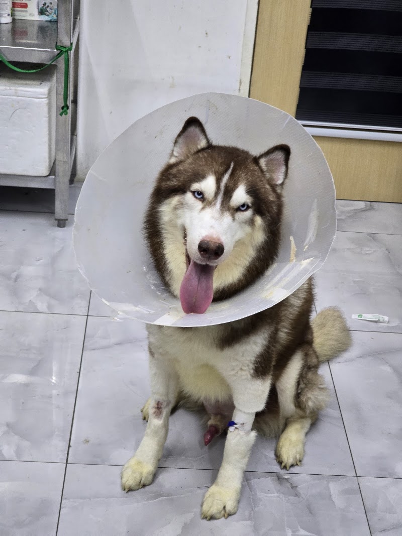 The Furr Project Animal Hospital - Quezon City — photo
