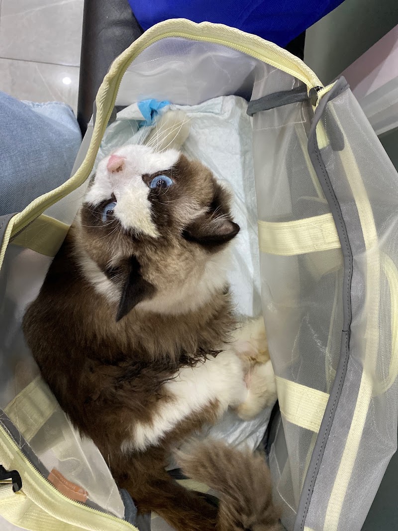 The Furr Project Animal Hospital — photo