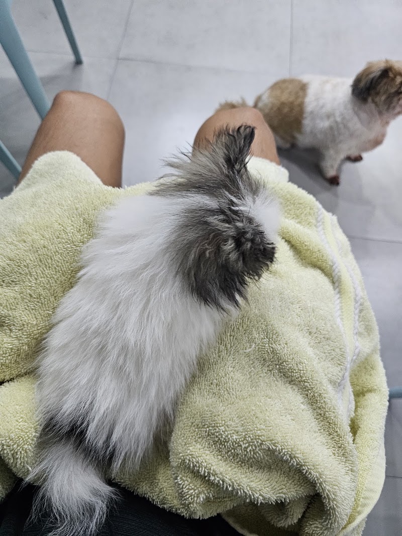 The Veterinary Hub Pte Corp Morato — photo