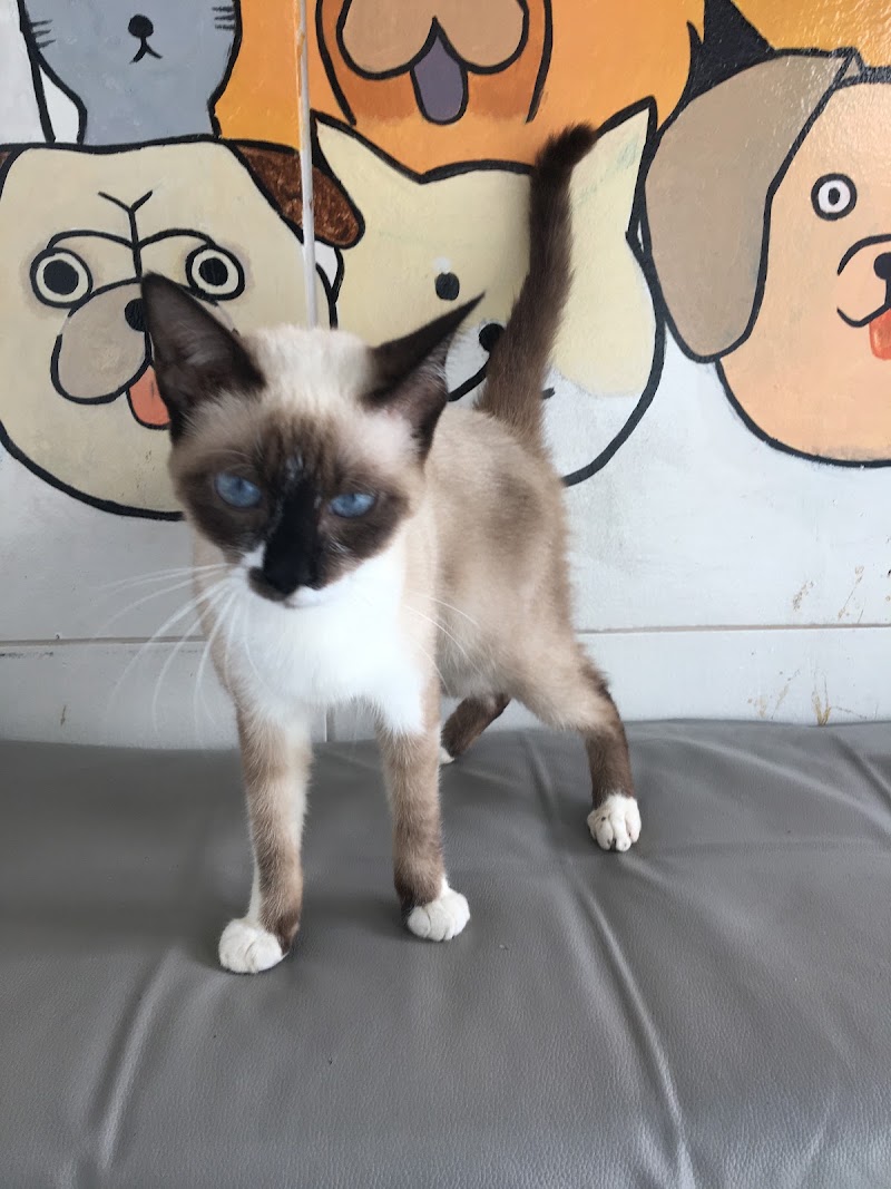 VET to PETZ Veterinary Clinic — photo