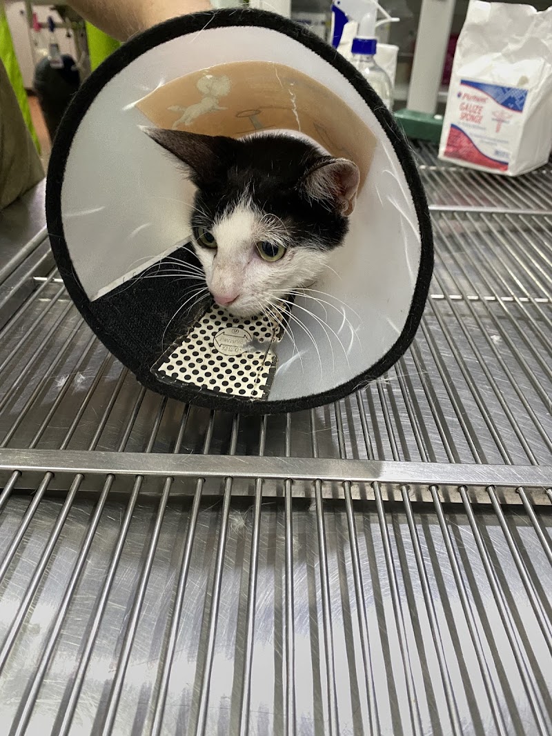 Vetlink Veterinary Services - A Community Vet Clinic — photo