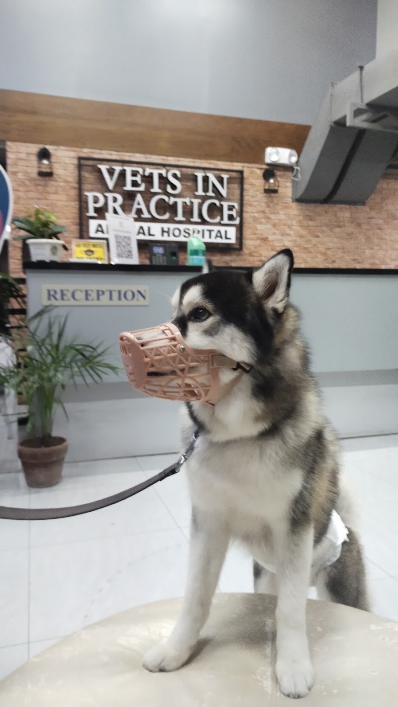 Vets In Practice Alabang — photo