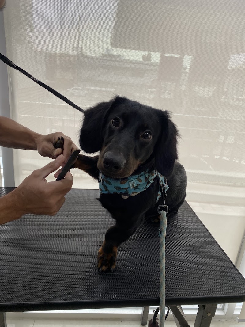 VIP Pet Clinic by Vets In Practice — photo