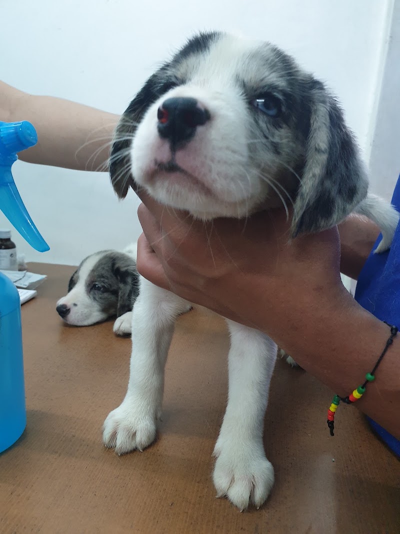 Wags & Tails Veterinary Clinic ( Managed by The Veterinary Hub Pte. Corp.) — photo